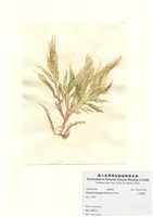 藏品(小果海膜)的圖片